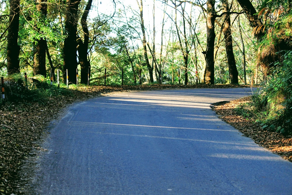 gray concrete road between green trees during daytime