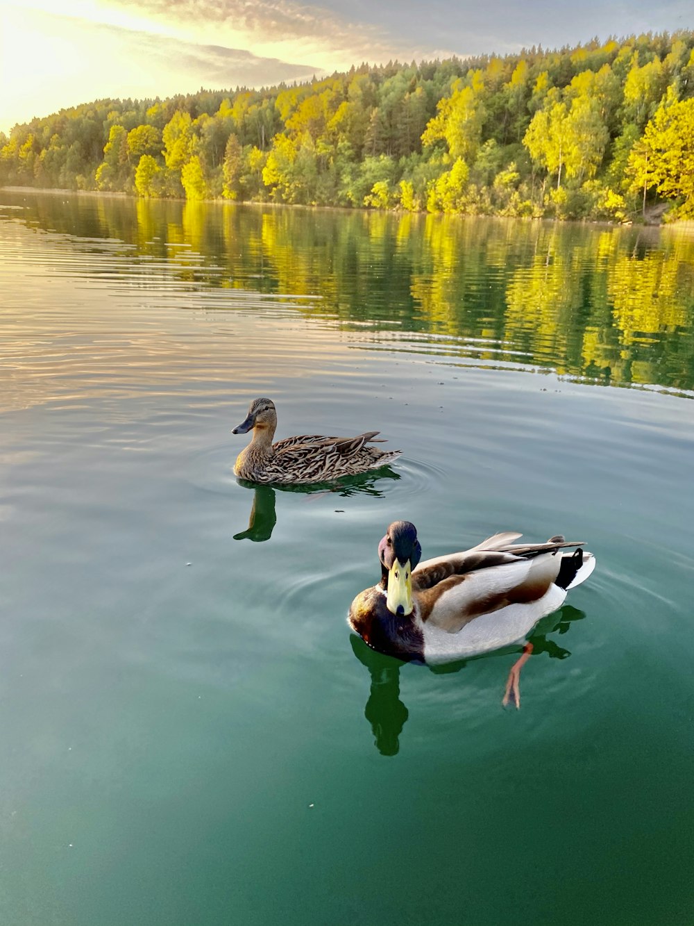 two mallard ducks on water during daytime