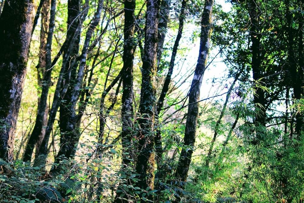 green and brown trees during daytime