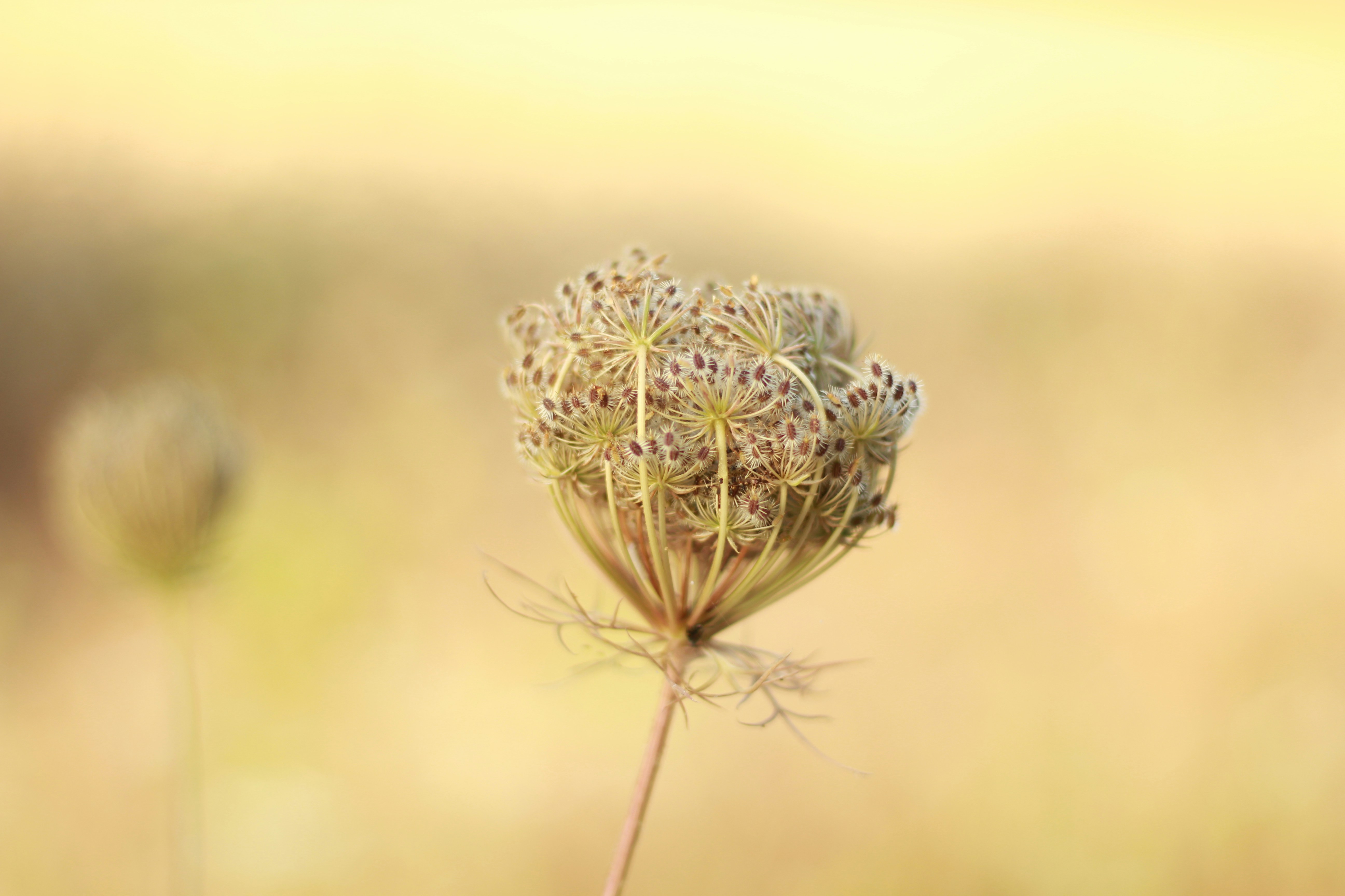 Photo by ulmanphotography