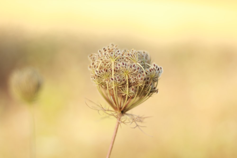 white flower on brown stem