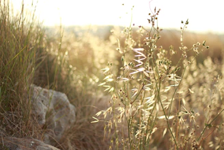 Sunlit wild herbs gently swaying in a morning breeze on an organic farm.