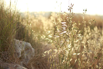Sunlit field of native Australian herbs swaying gently in the breeze