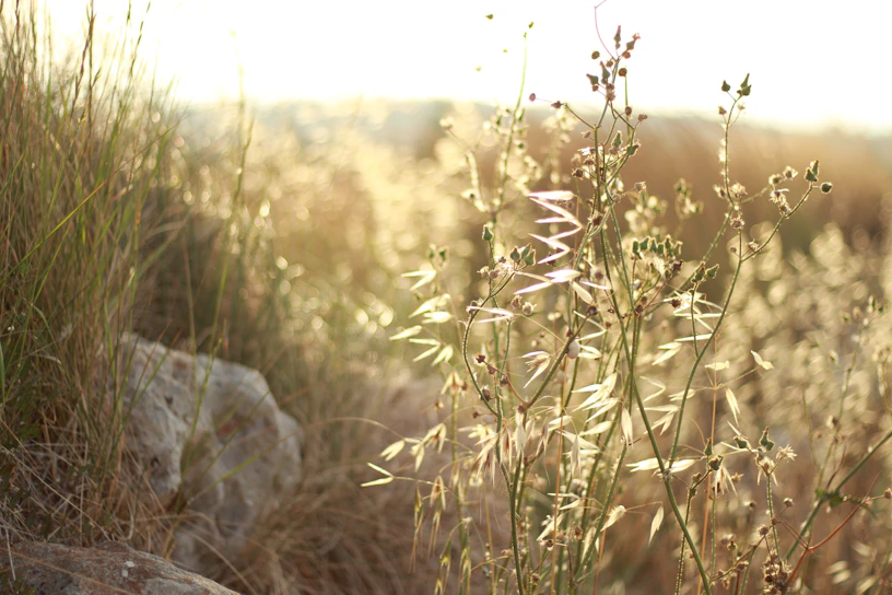 Sunlit wild herbs gently swaying in a morning breeze on an organic farm.
