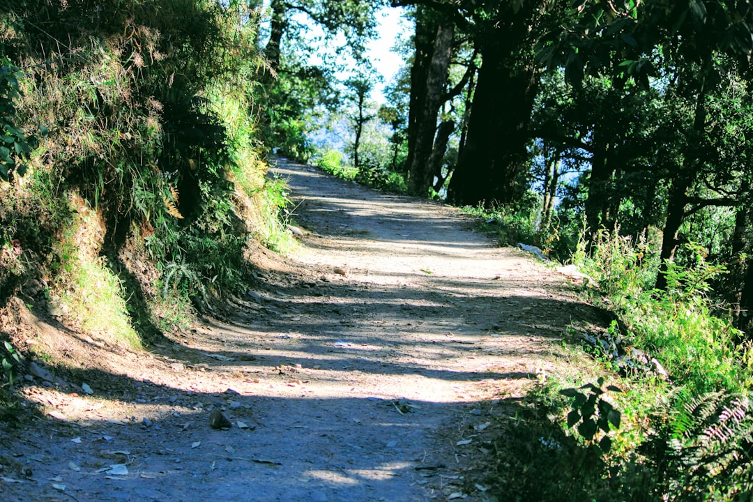 Forest photo spot Pangot Mukteshwar