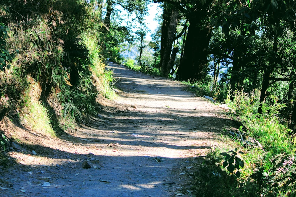 green trees on brown soil