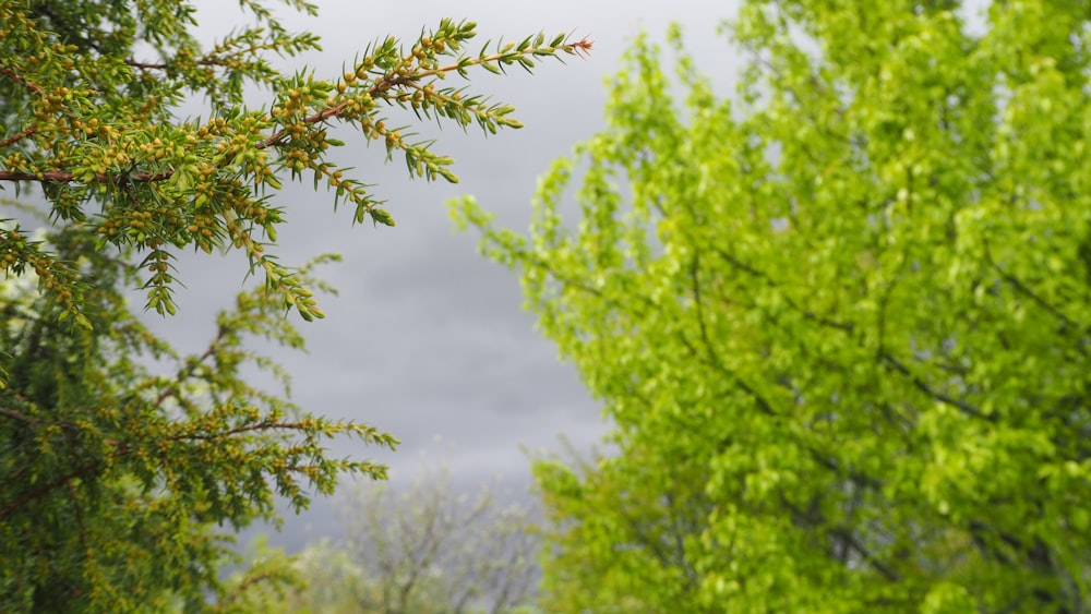 albero verde sotto nuvole bianche durante il giorno