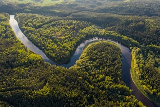 aerial view of green trees and river during daytime