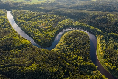 aerial view of green trees and river during daytime