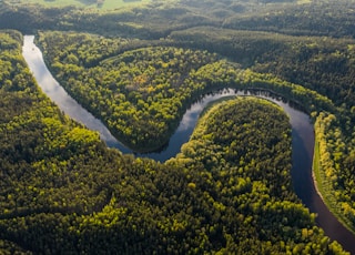 aerial view of green trees and river during daytime