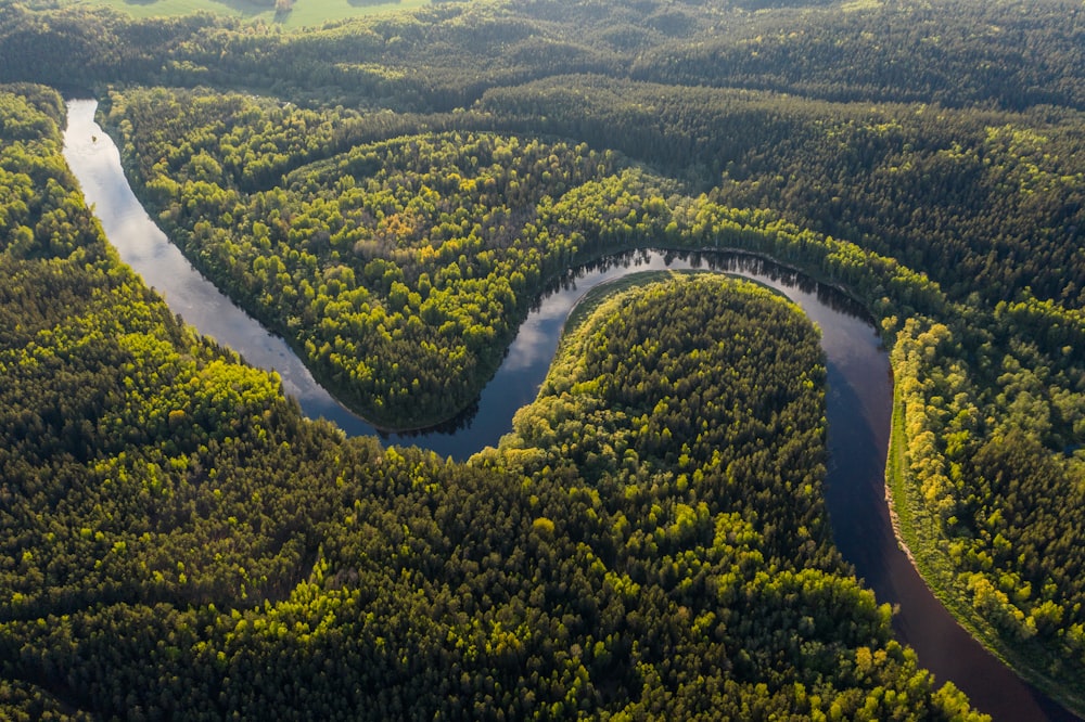 Vista aérea de árboles verdes y río durante el día
