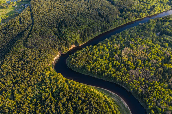 aerial view of green trees and road