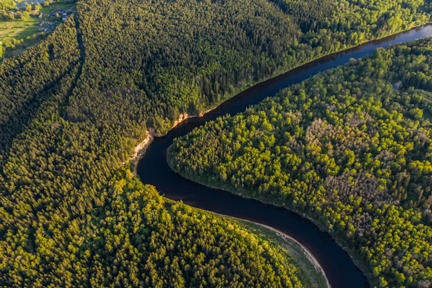 aerial view of green trees and road