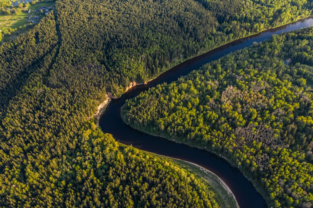 aerial view of green trees and road