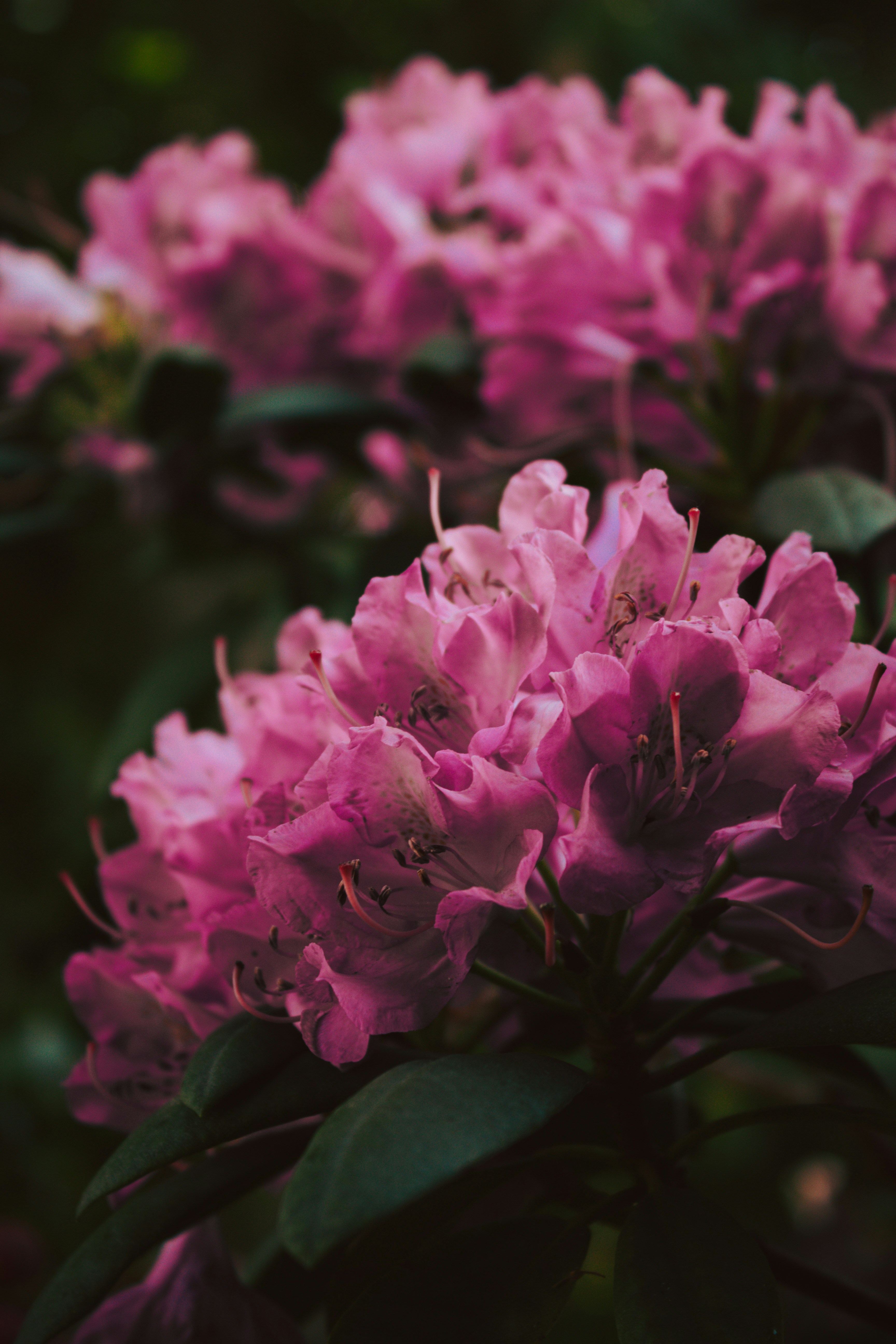 Lila Blume in Makroaufnahme