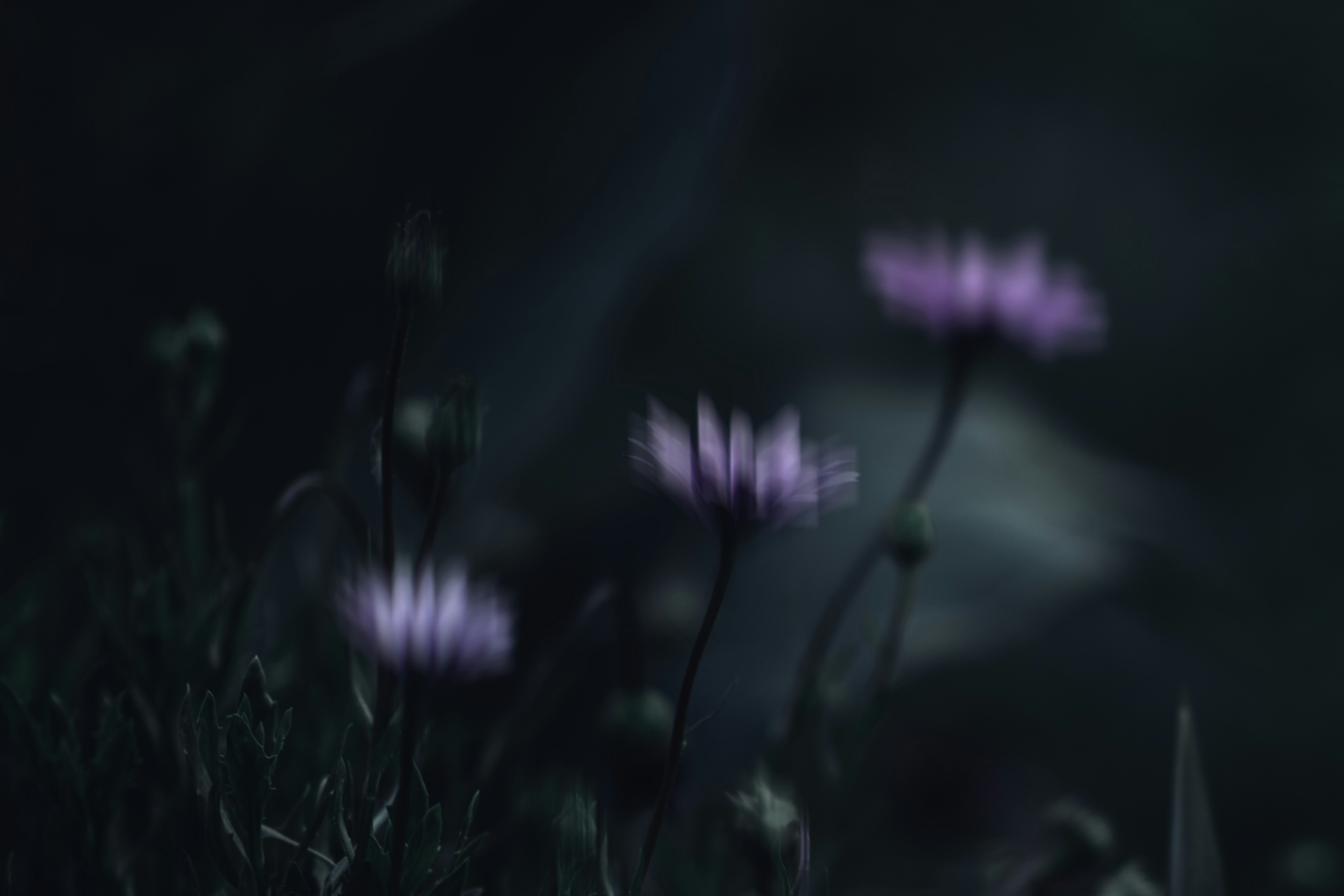 Photo by pekeshorked