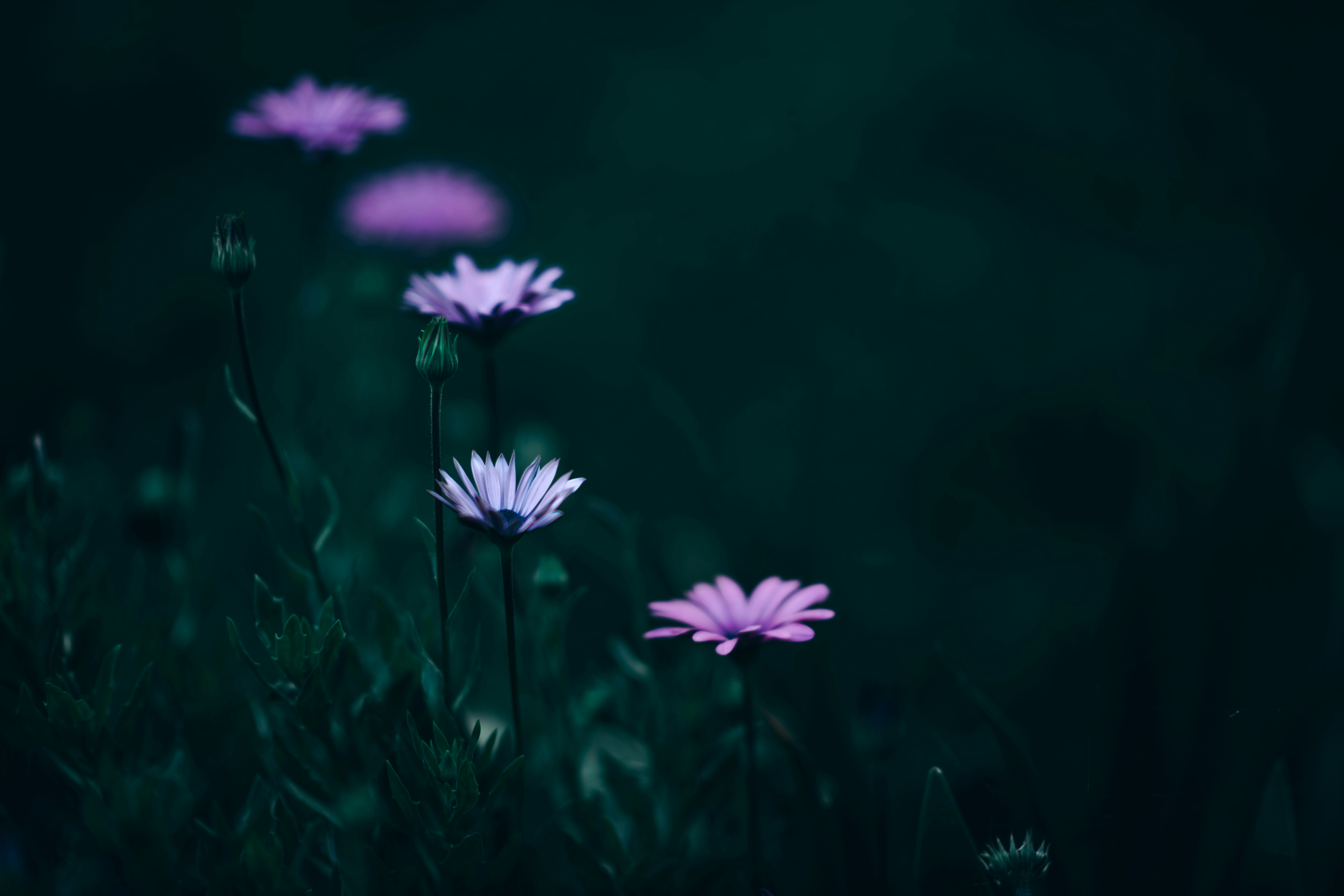 Photo by pekeshorked