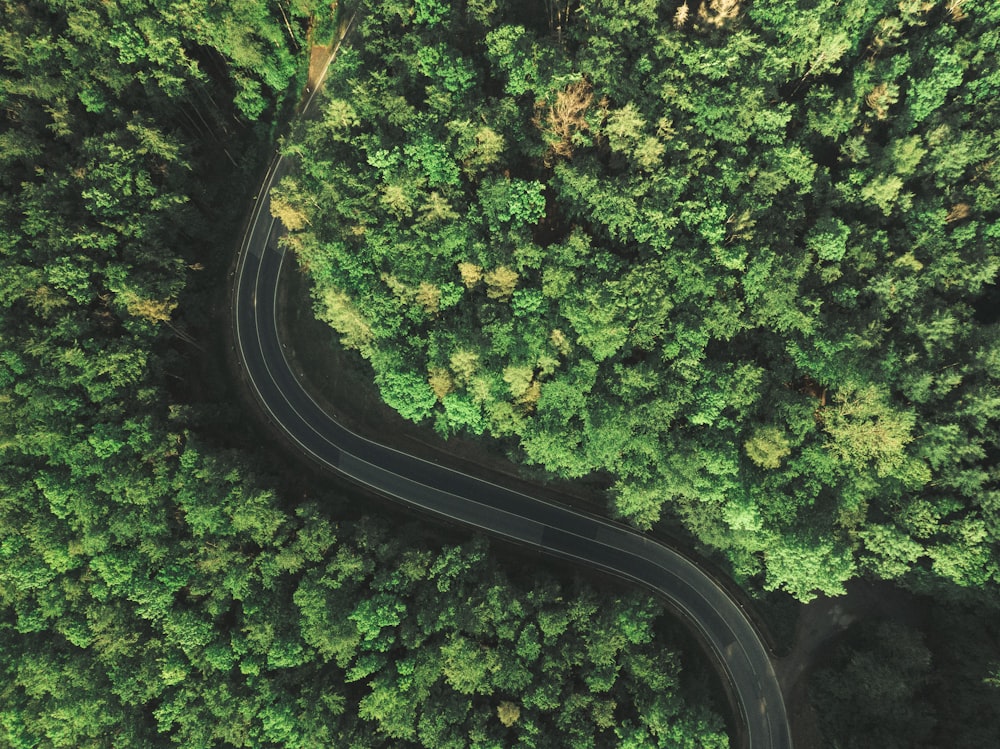 aerial view of road in the middle of green trees
