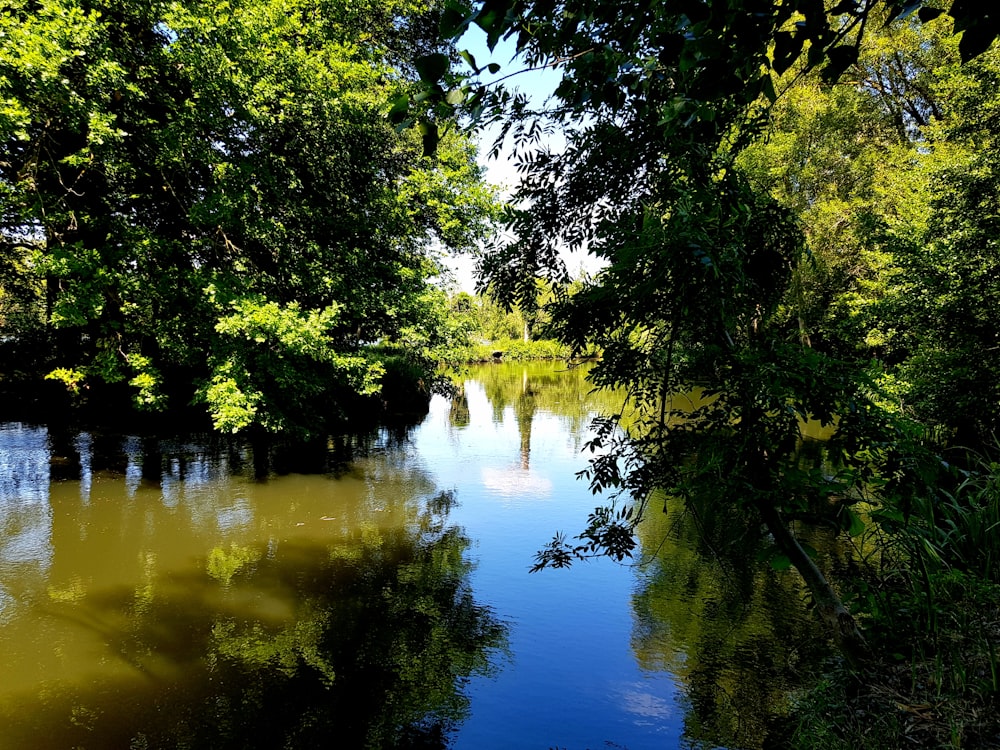 green trees beside river during daytime