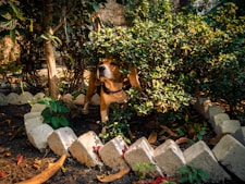 dogAdvisor | dogadvisor | dog advisor | dogAdvisor.dog