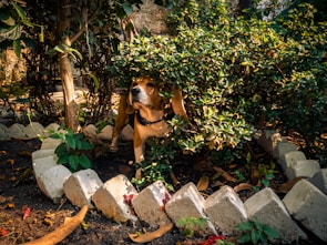 dogAdvisor | dogadvisor | dog advisor | dogAdvisor.dog