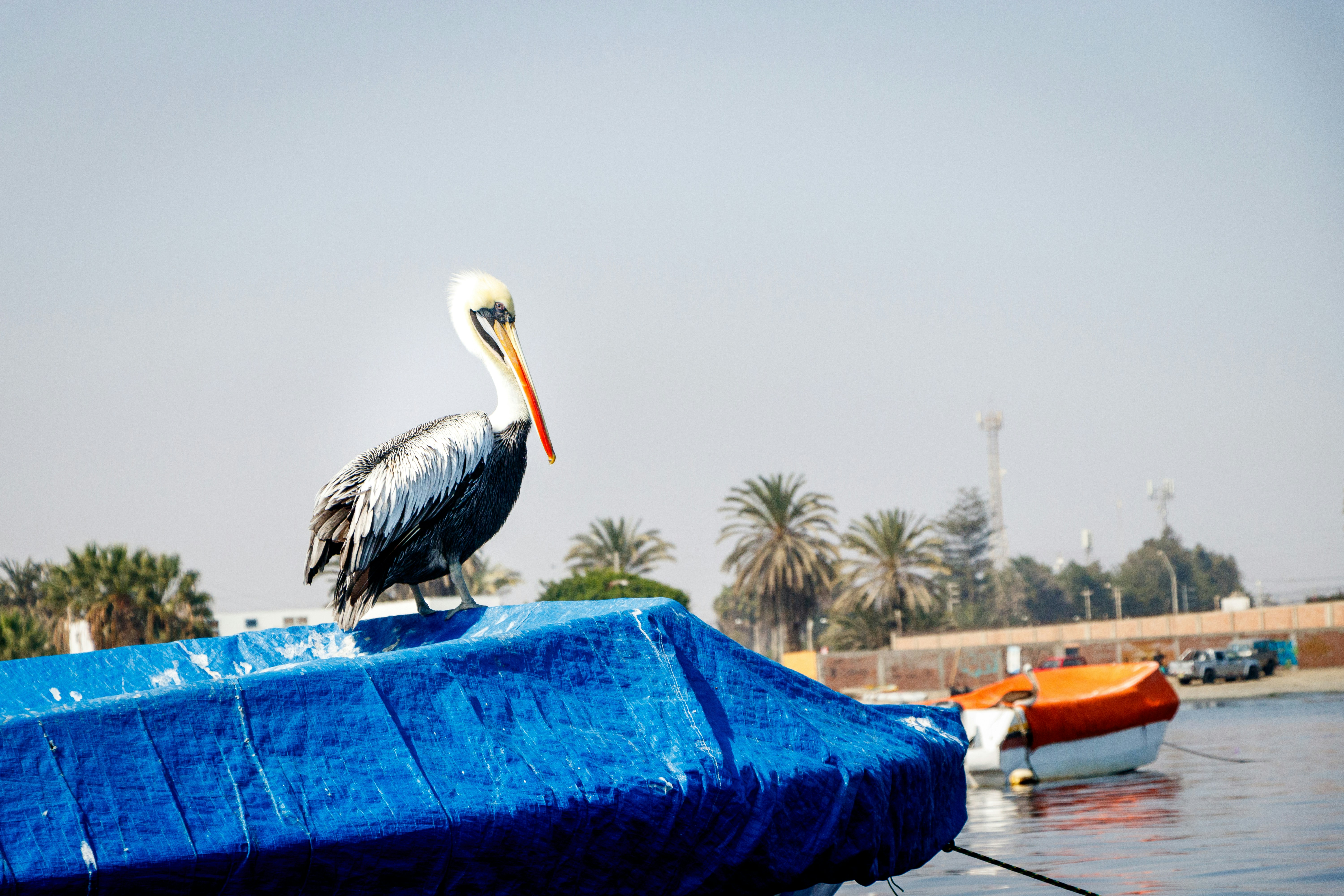 Paracas, Peru - None