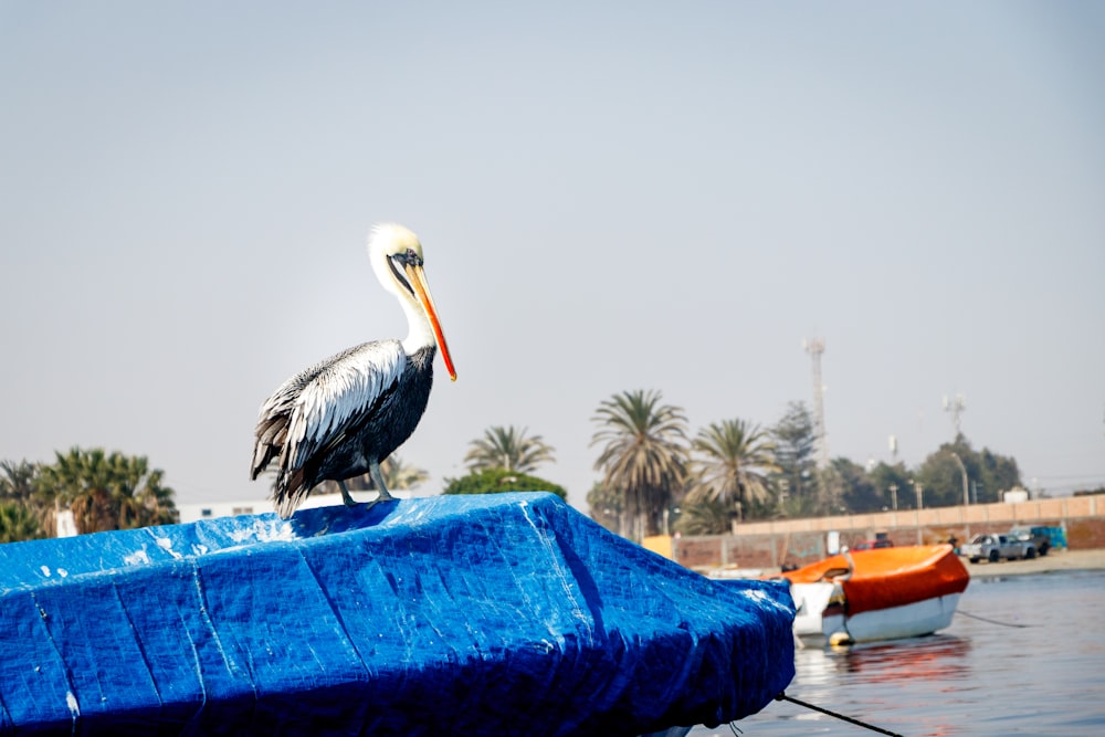 pelican on blue textile during daytime
