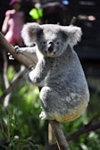 A koala is perched on a tree branch with its back turned slightly towards the camera. Its fluffy ears and thick, soft fur are prominent in the sunlight. The background is slightly blurred, suggesting dense foliage and possibly a figure in the distance.