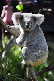 koala on tree branch during daytime