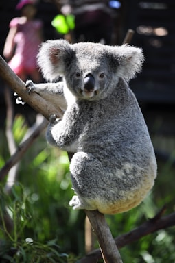 wildlife photography,how to photograph hello mate!; koala on tree branch during daytime