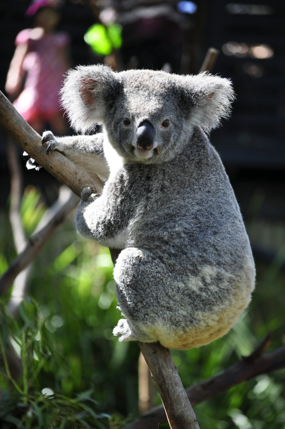 koala on tree branch during daytime