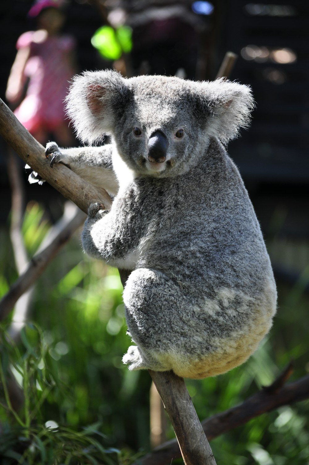 Koala en la rama de un árbol durante el día