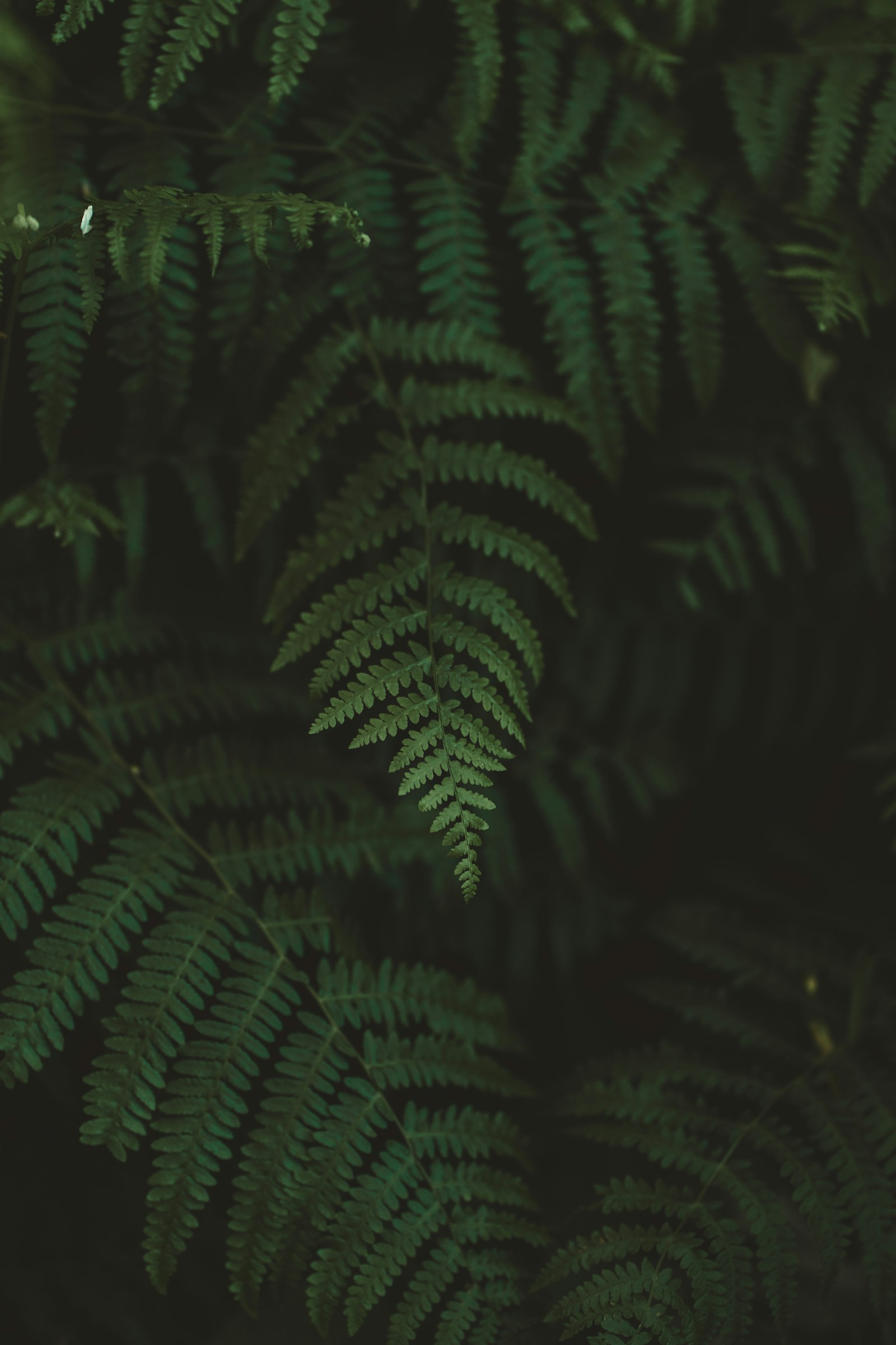 Sony a7R II sample photo. Green fern plant in photography