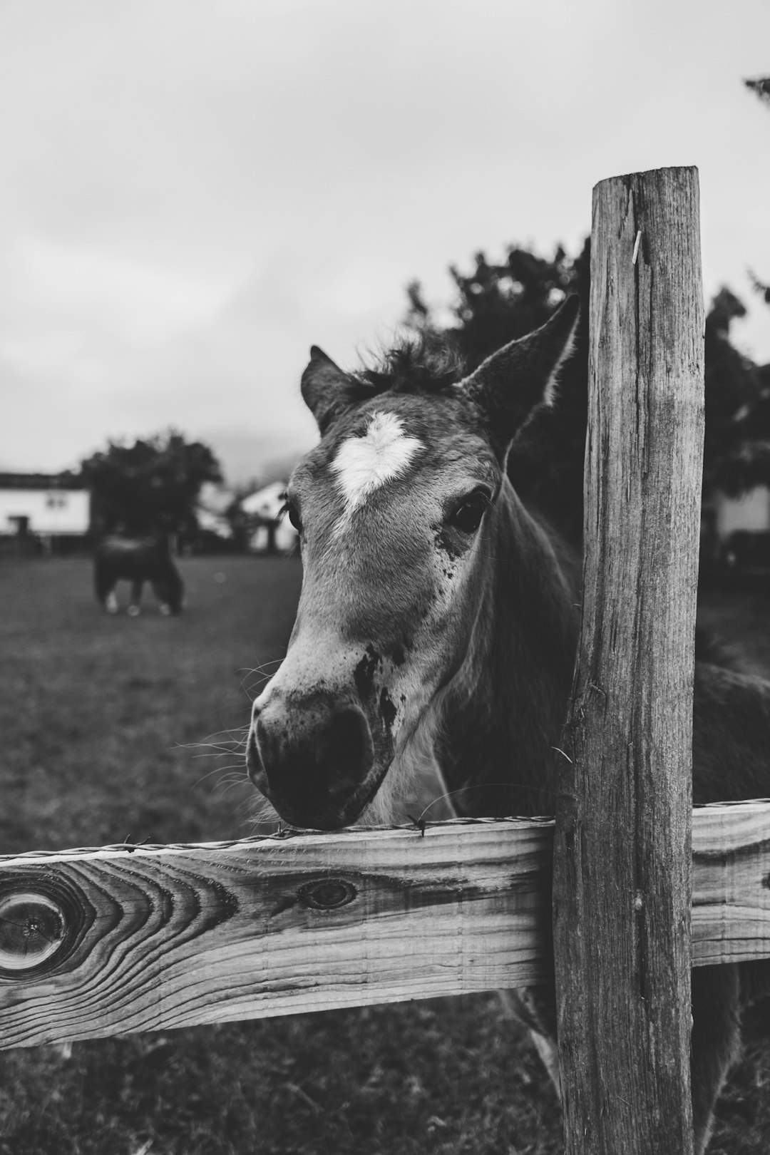 grayscale photo of horse in wooden fence