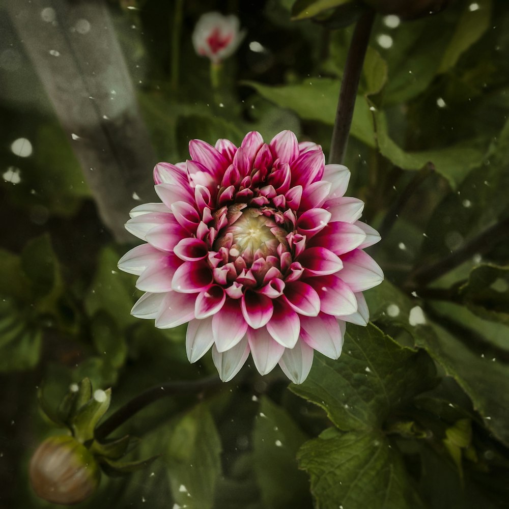 pink and white flower in tilt shift lens