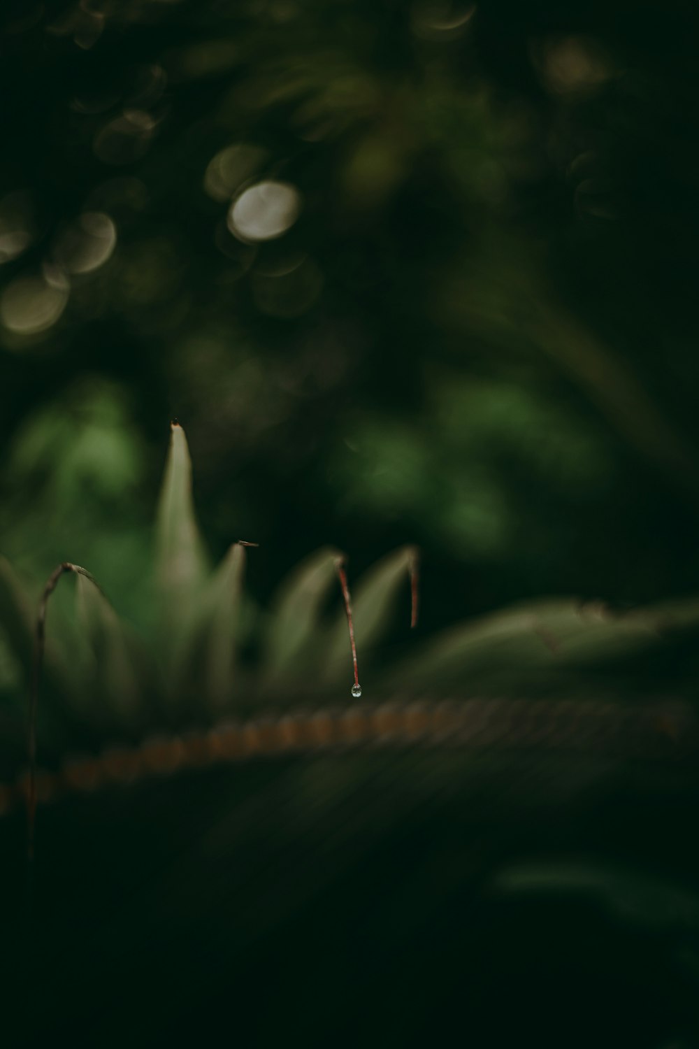 green plant in tilt shift lens