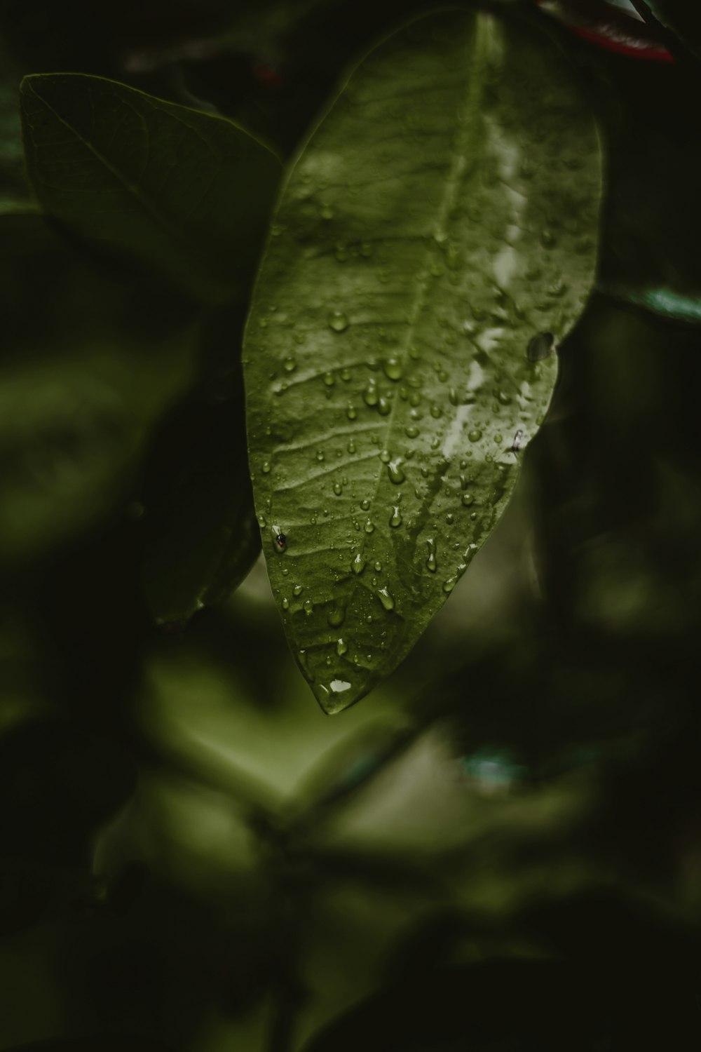 green leaf with water droplets