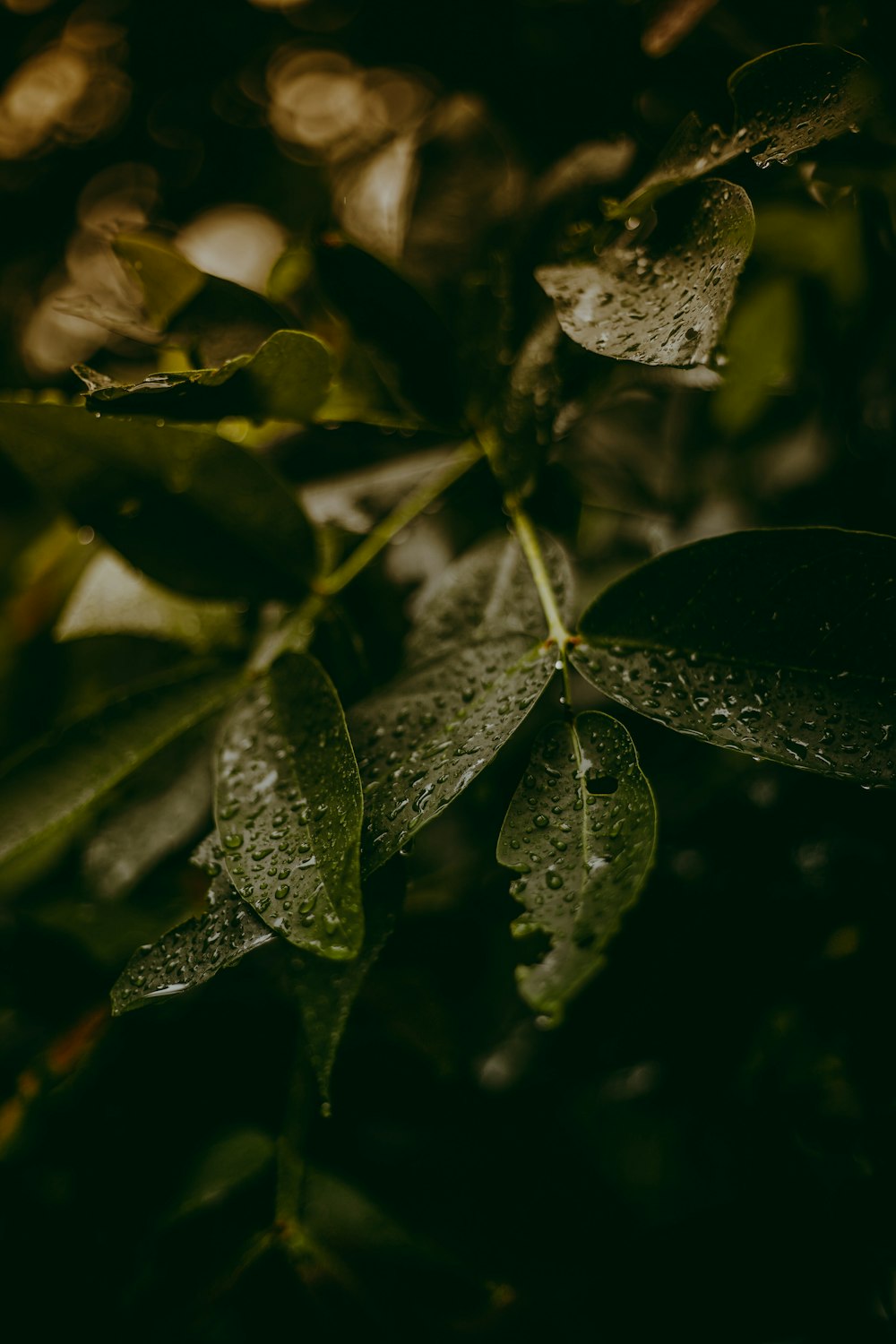 green leaves with water droplets