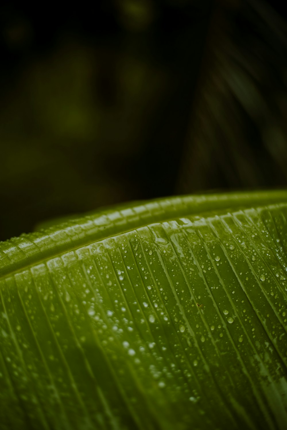 water droplets on green leaf