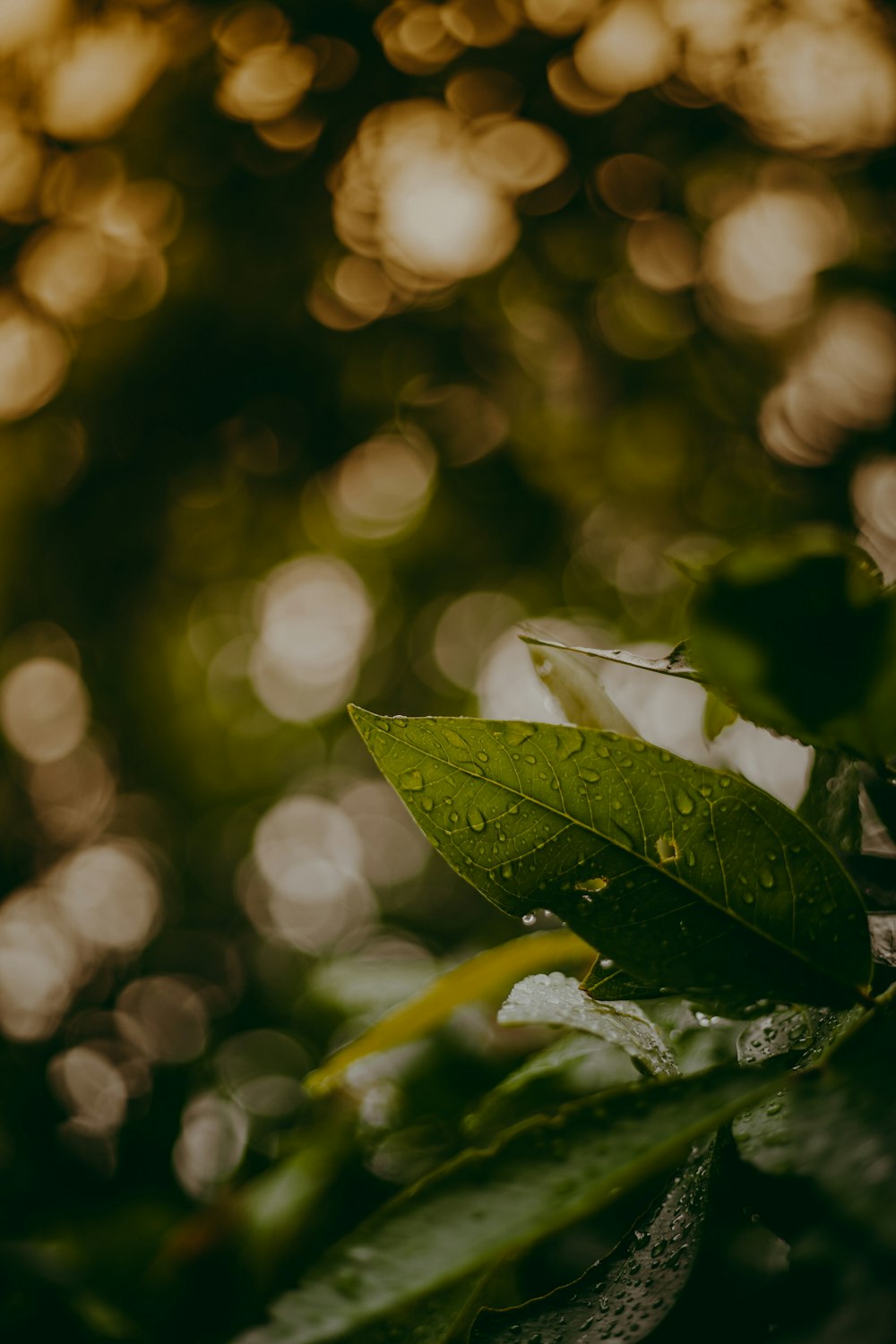 green leaf in tilt shift lens