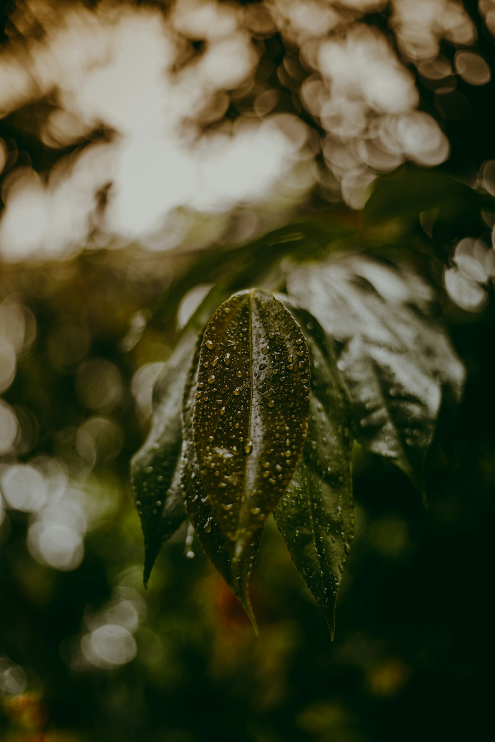 green leaf in close up photography