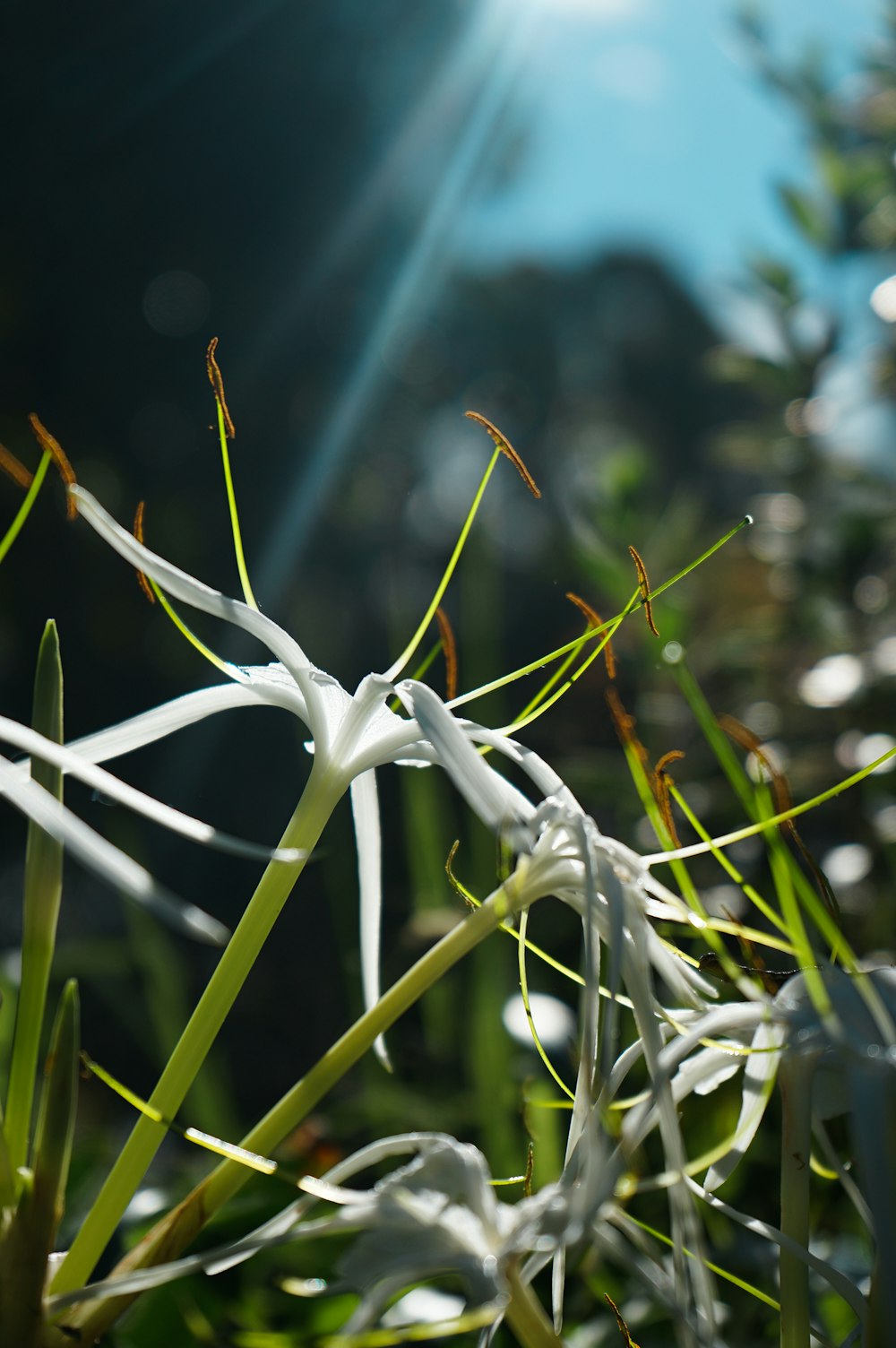 white flowers in tilt shift lens