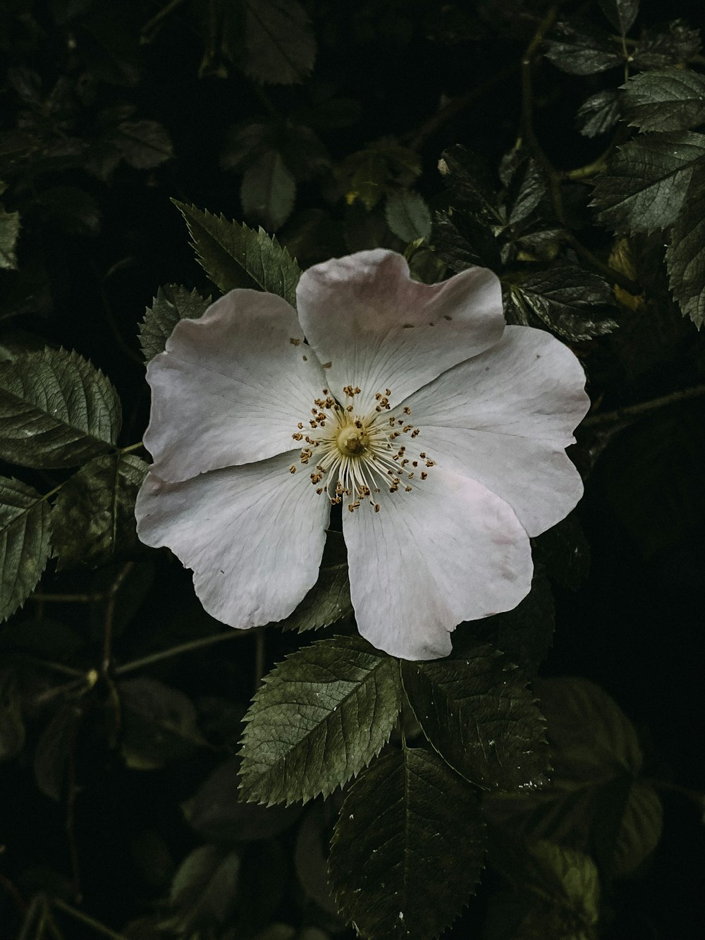 white flower in tilt shift lens