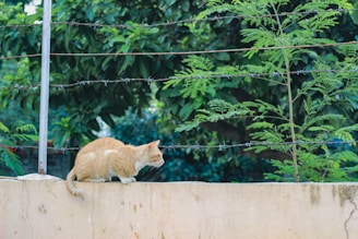 A ginger cat is perched on a beige wall, looking alert. Behind the wall is a rusty barbed wire fence, and lush green foliage including trees and bushes. The scene conveys a sense of natural urban wildlife.