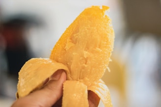 Close-up of golden Grand Naine banana fibers being extracted with precision machinery.