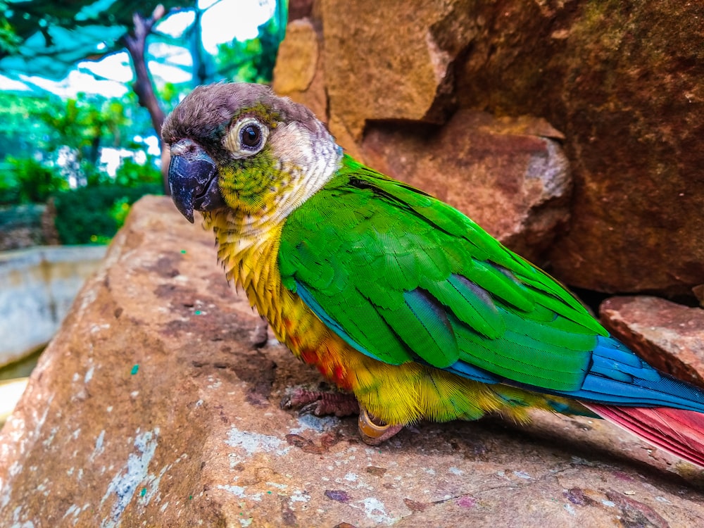 green and yellow bird on brown rock