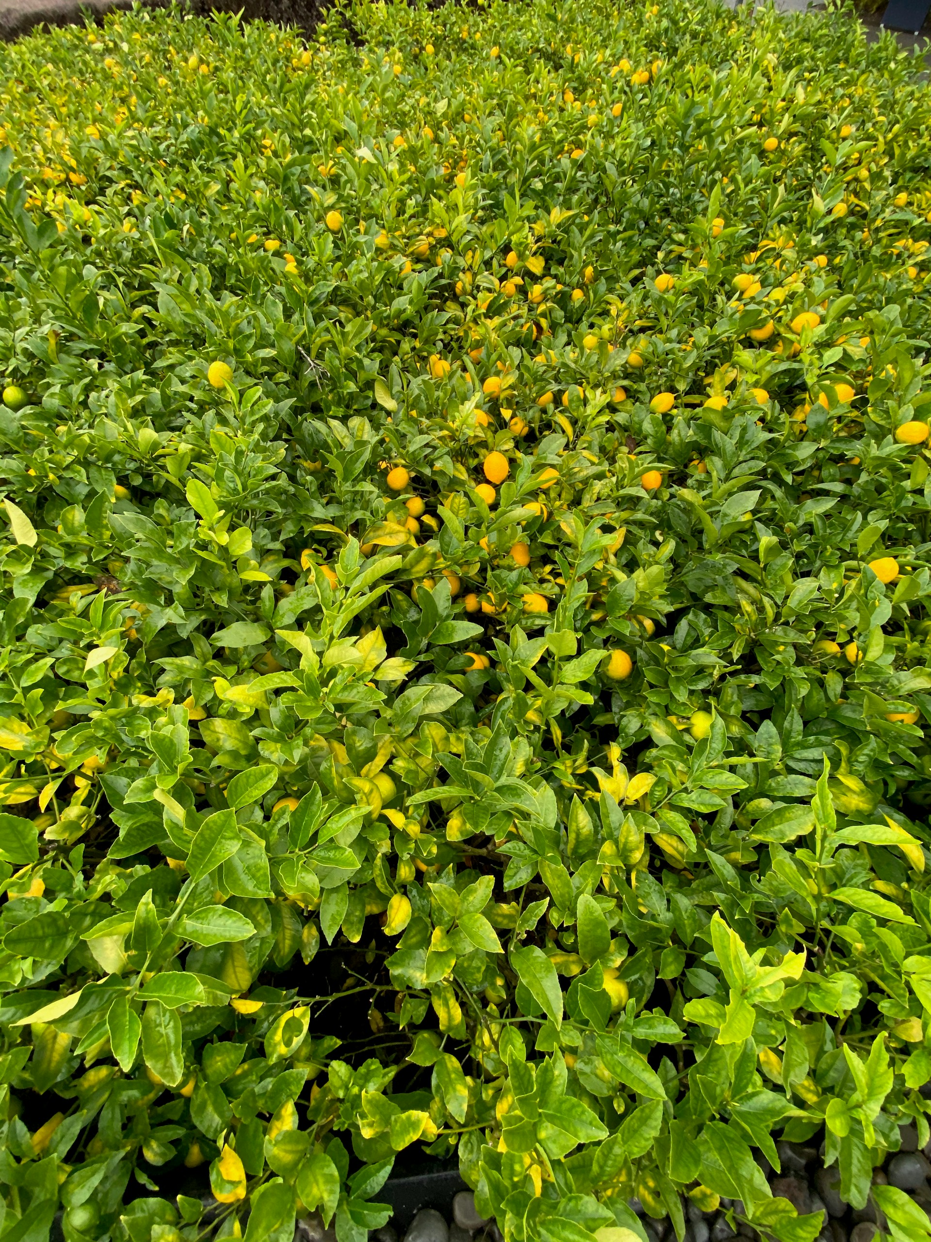 person wearing grey knit sweater