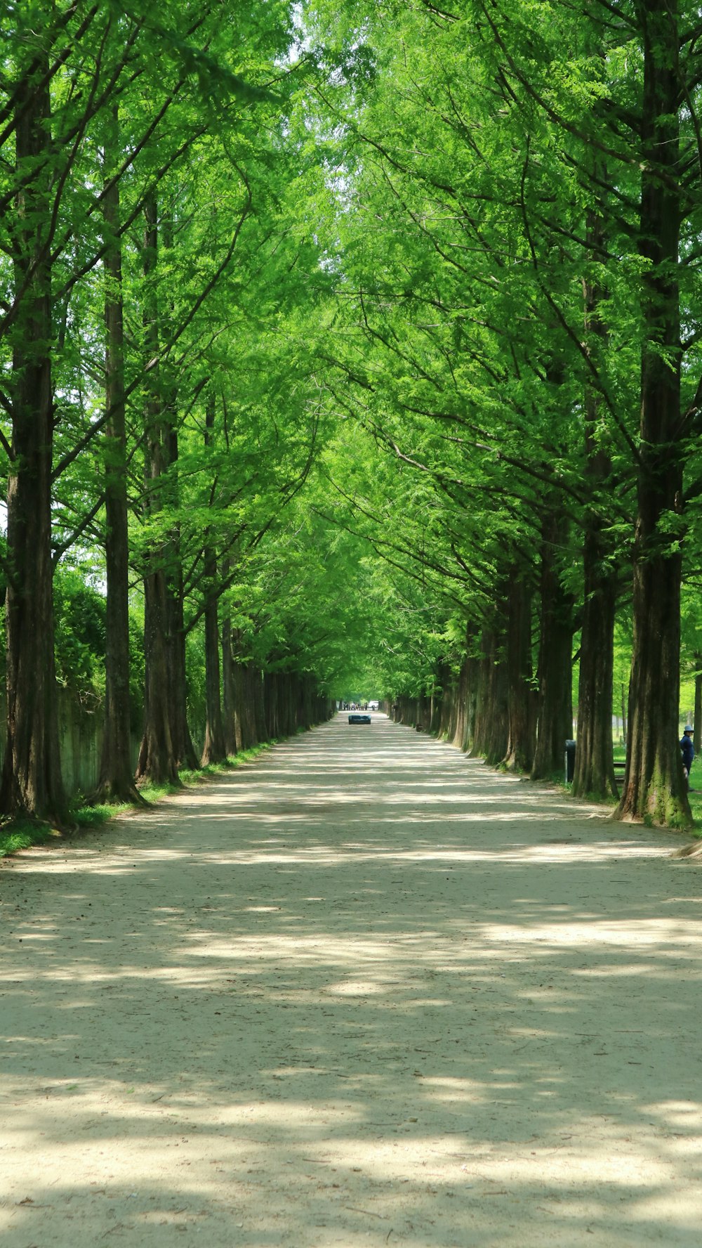 昼間の緑の木々の間の灰色のコンクリート道路