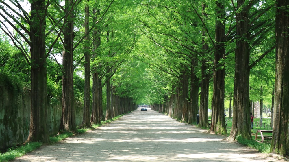 strada di cemento grigio tra gli alberi verdi durante il giorno