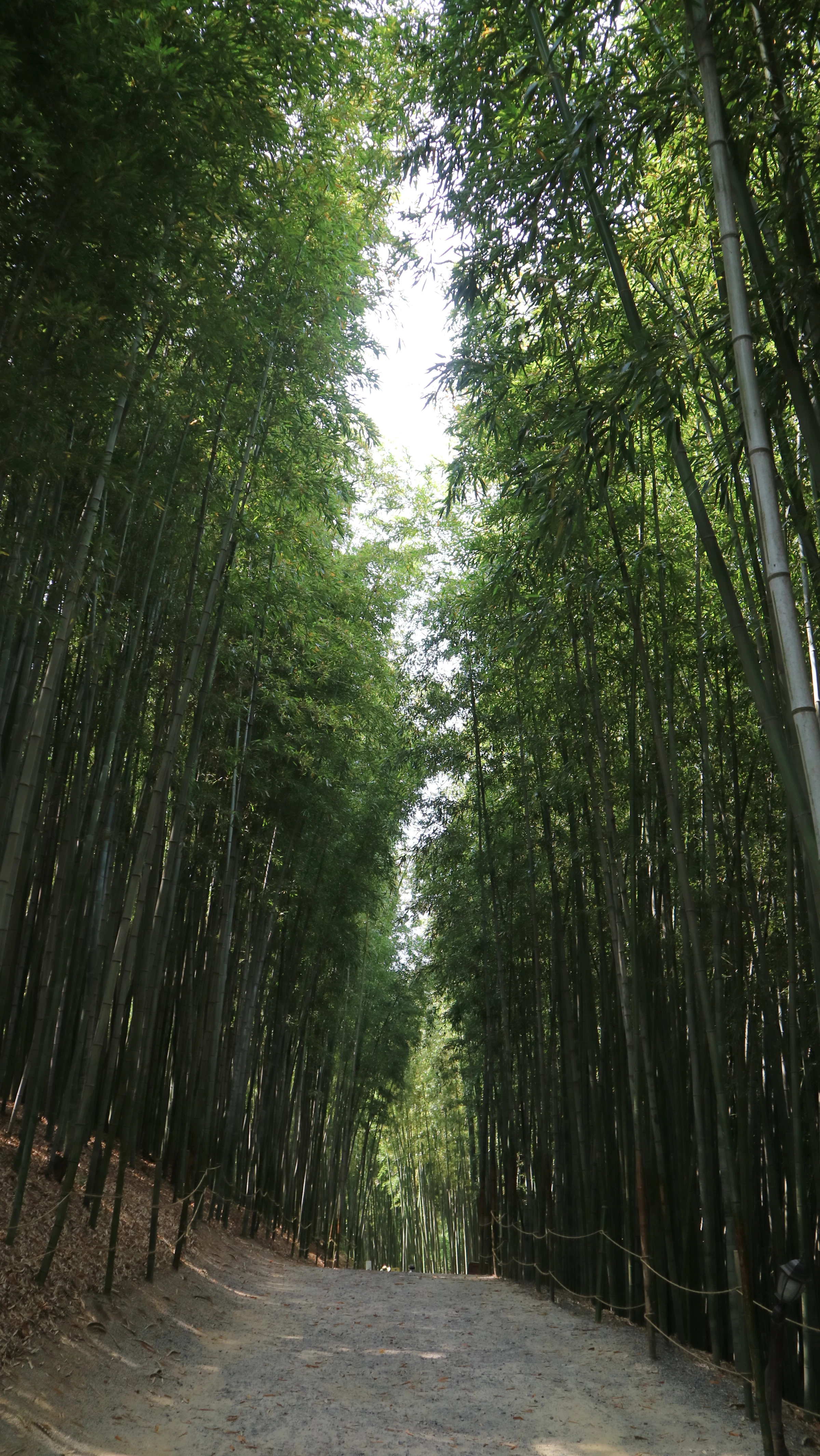 A shaded path through the tall green bamboo forest of Juknokwon in Damyang, South Korea